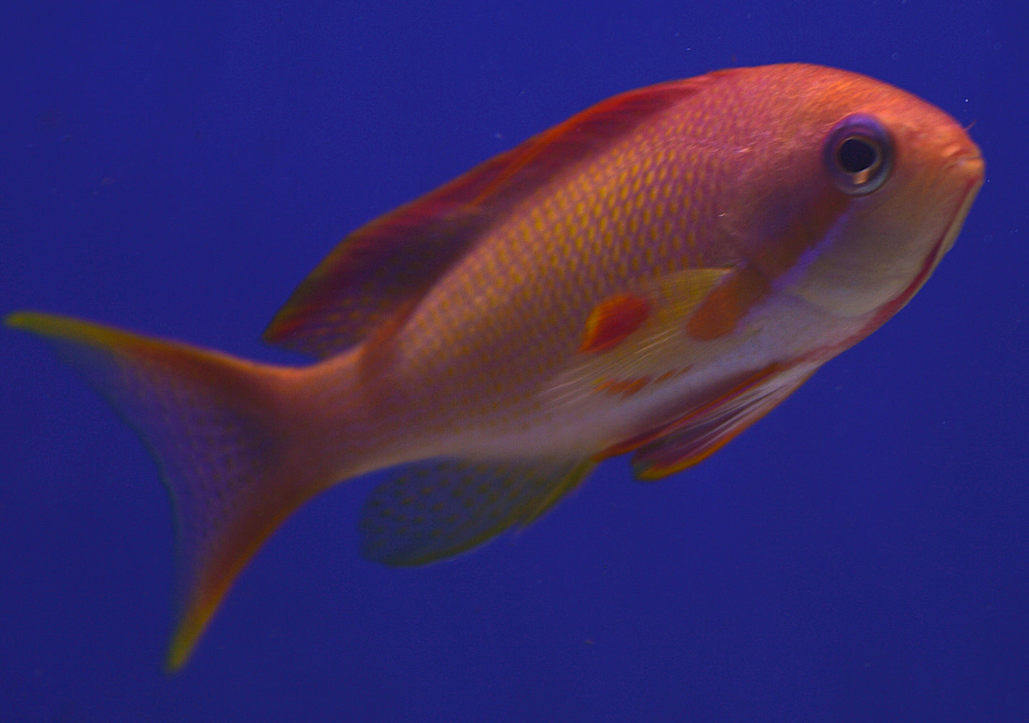 Anthias (male)