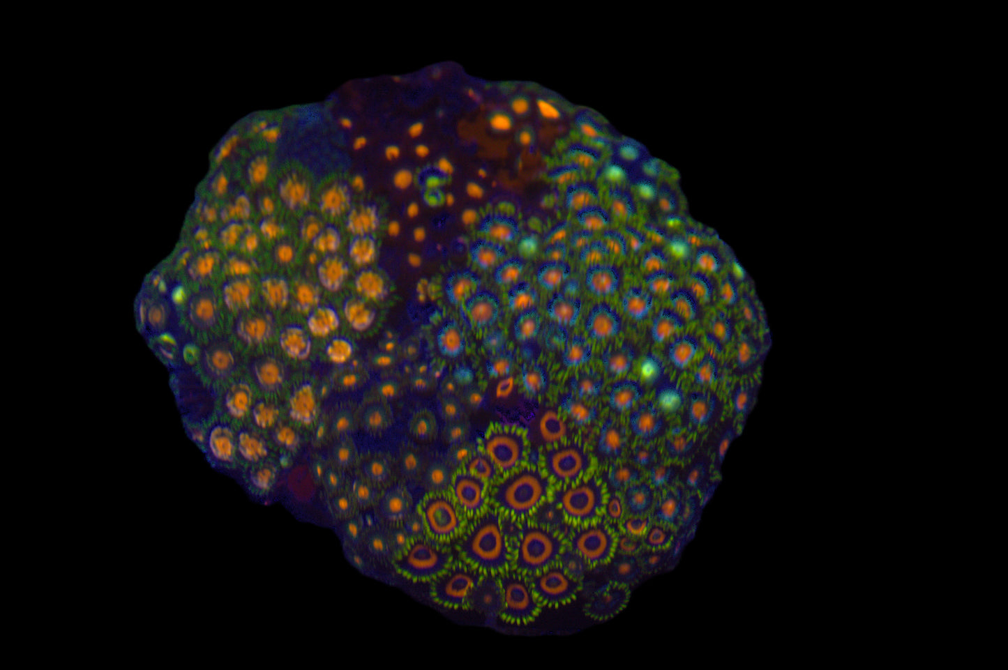Mixed Zoa Garden