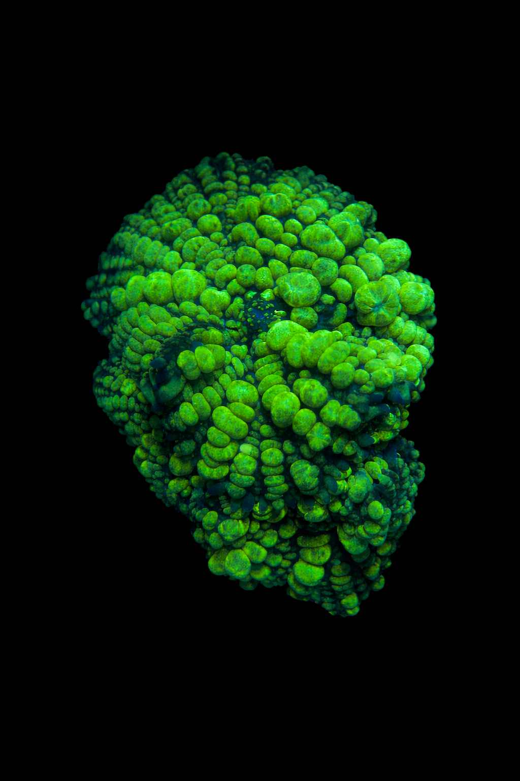 Plutonium Bounce Mushroom