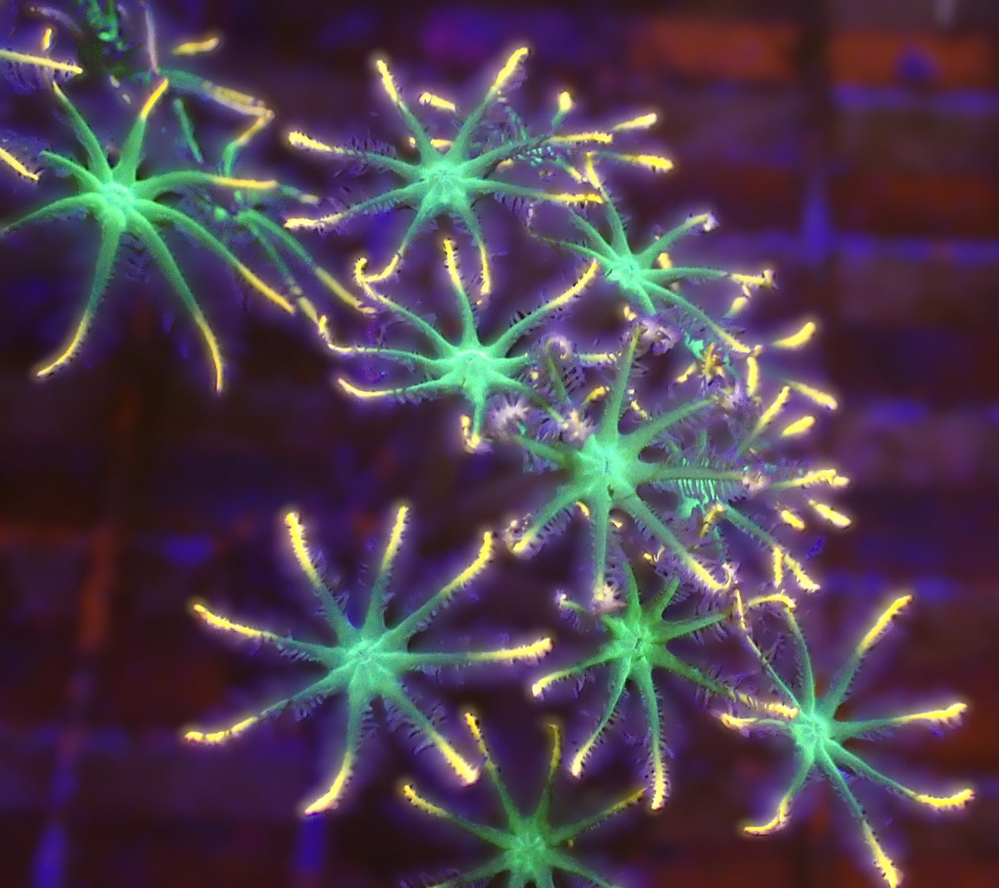 Firework Cloves
