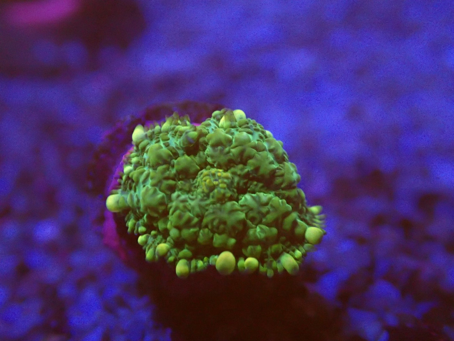 Yellow rim rhodactis