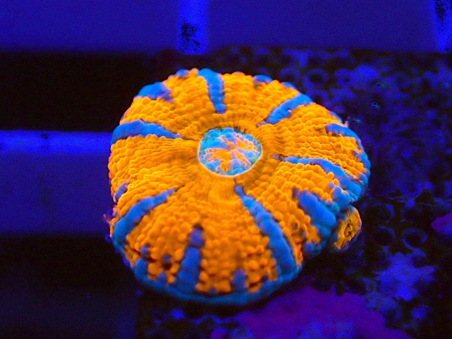 Blue rainbow scoly