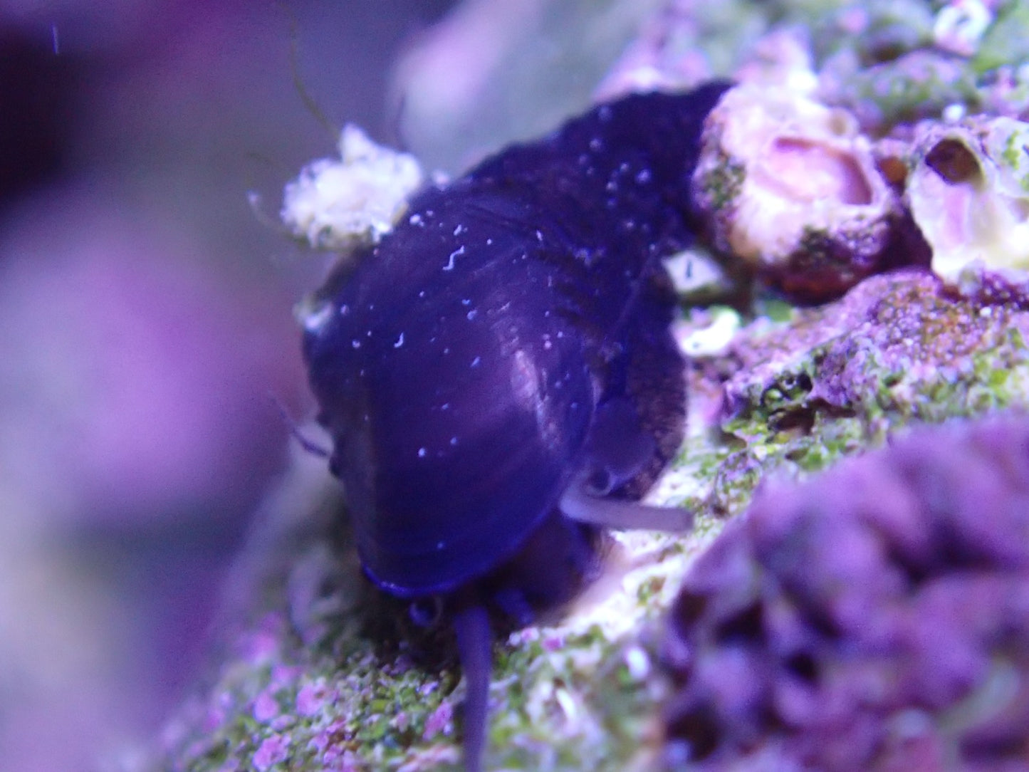 Stomatella snails