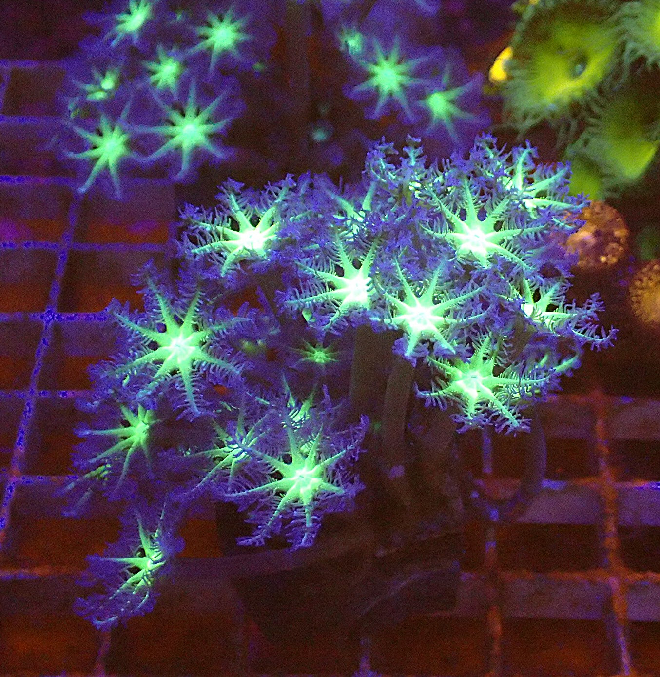 Firework clove
