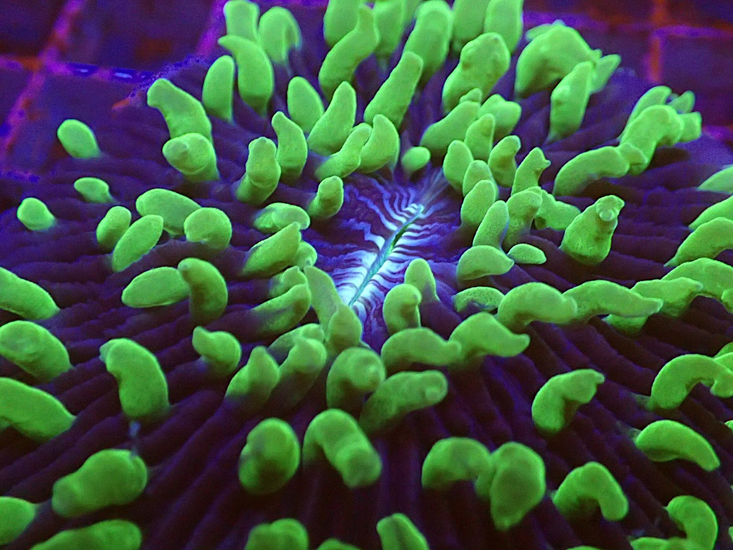 Toxic green fungia
