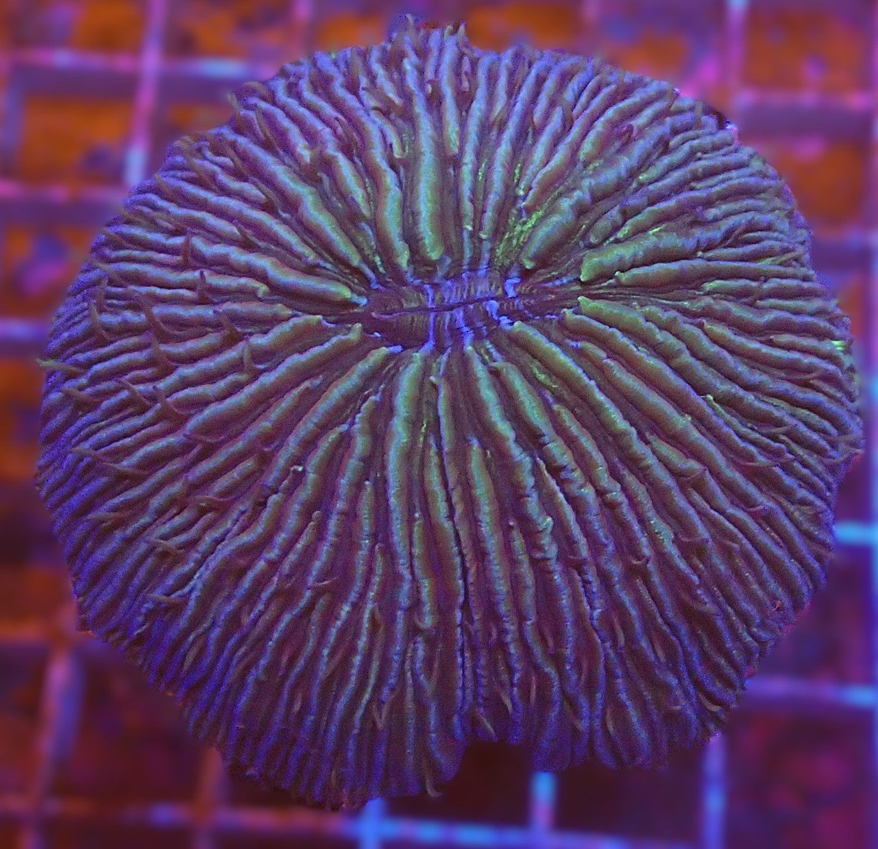 Purple/green fungia