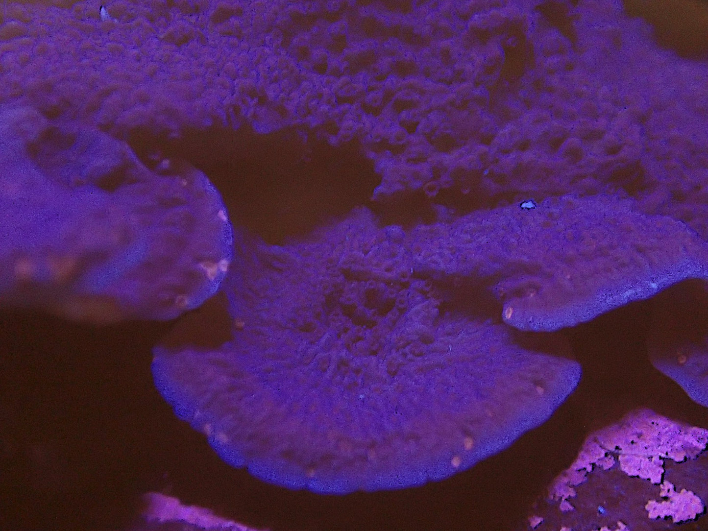 Cadbury Montipora