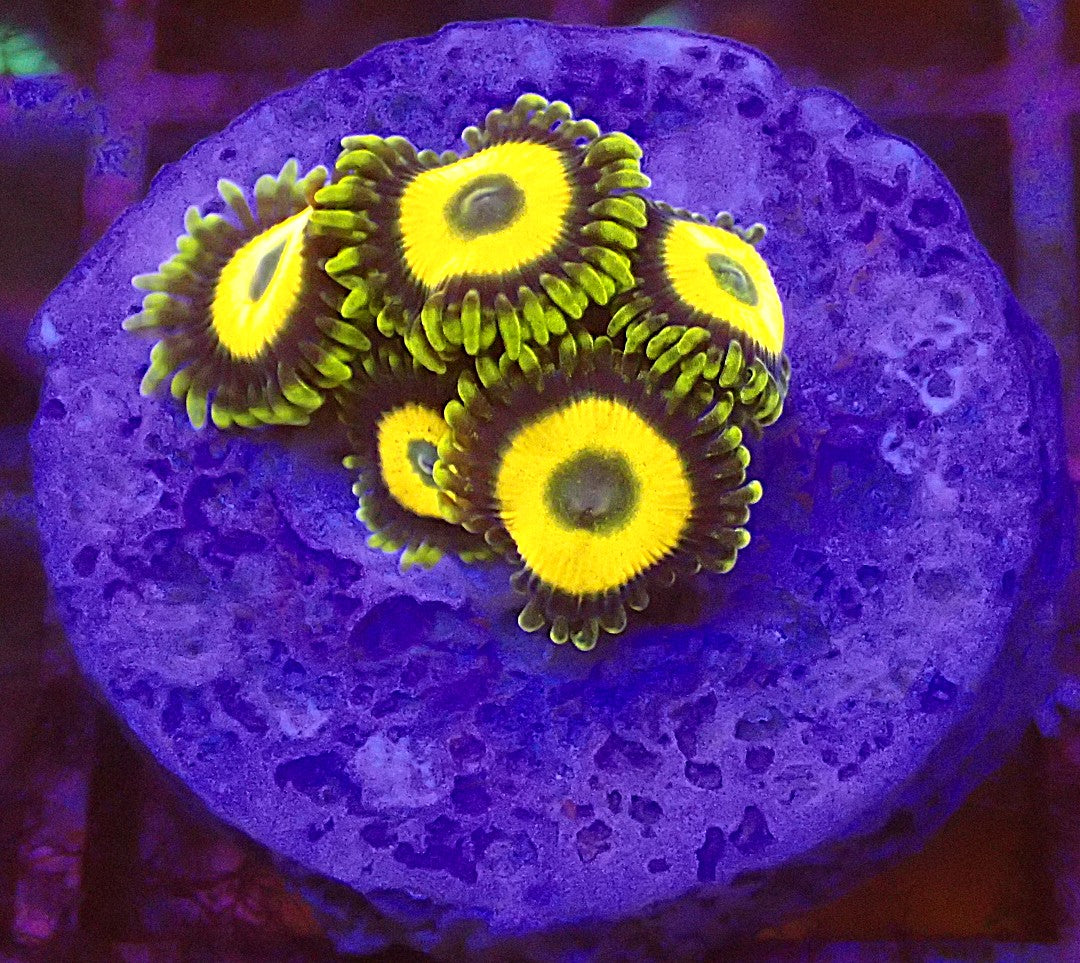 Scrambled eggs