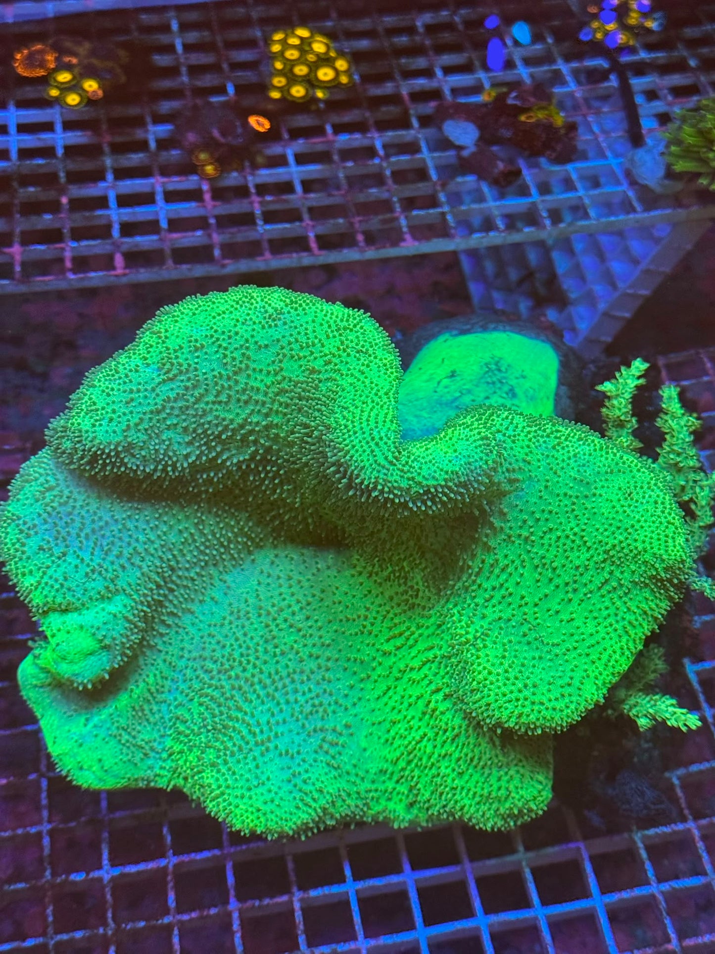 Large Green toastool