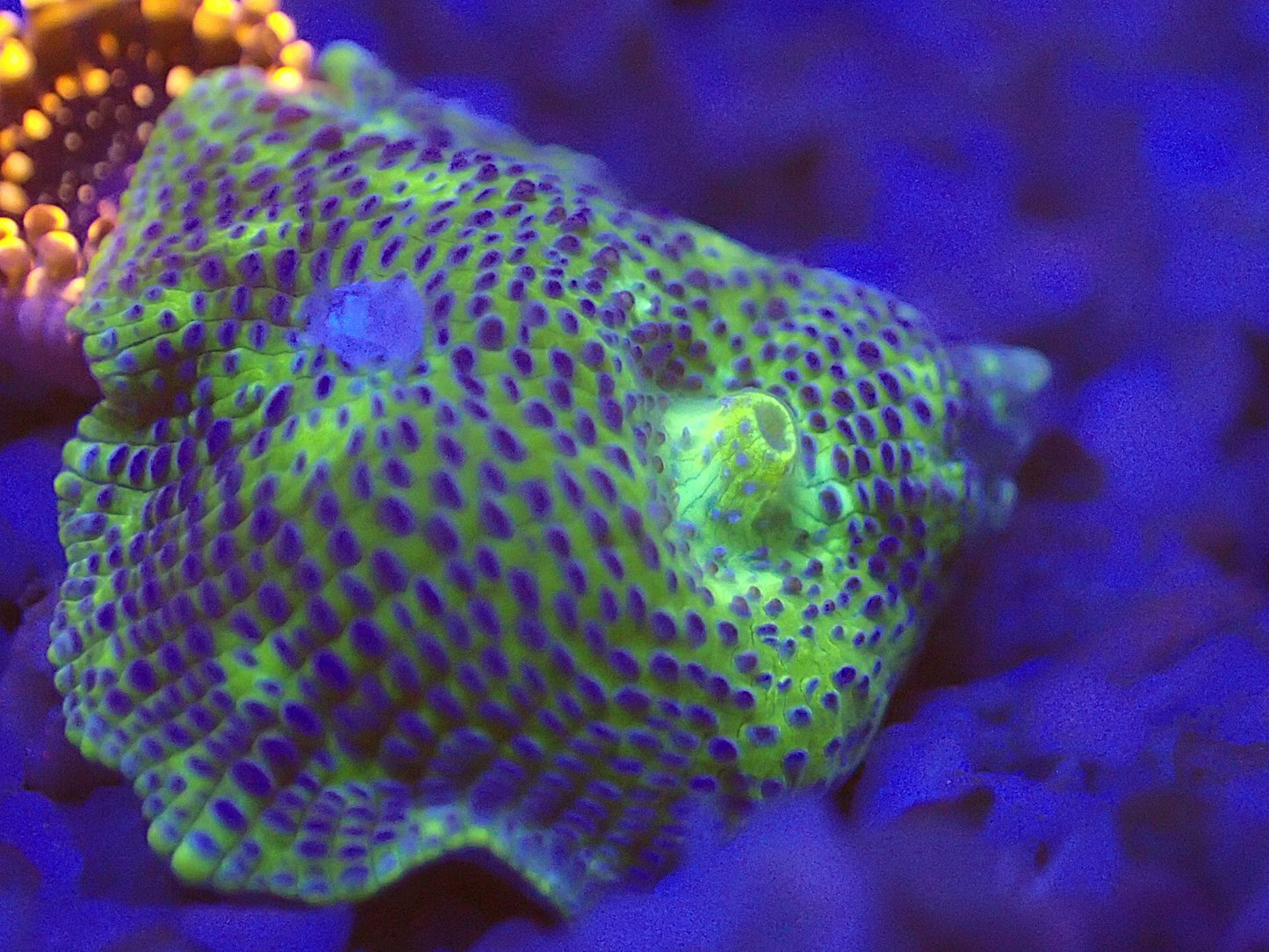 Blue spot discosoma