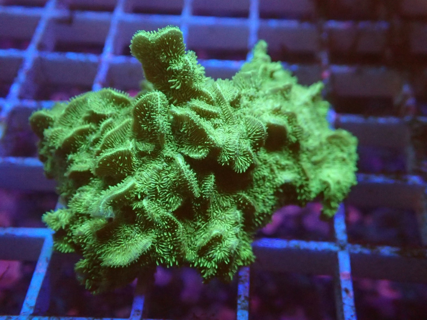 Fuzzy pavona
