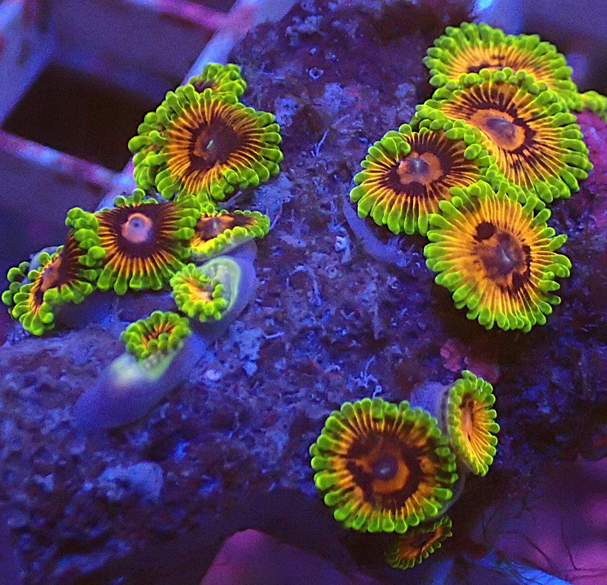 High end hallucination zoa