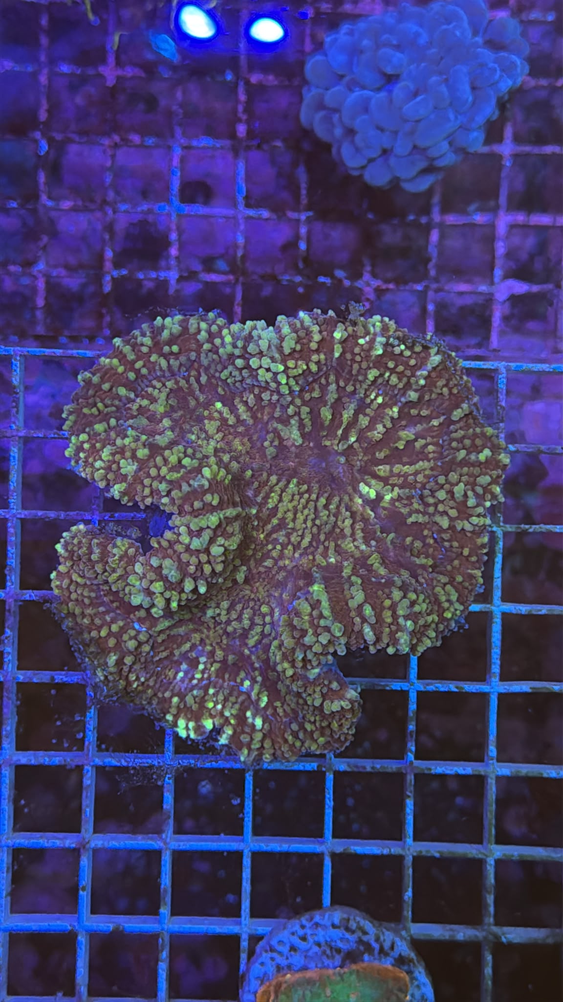Gold speck lobophyllia