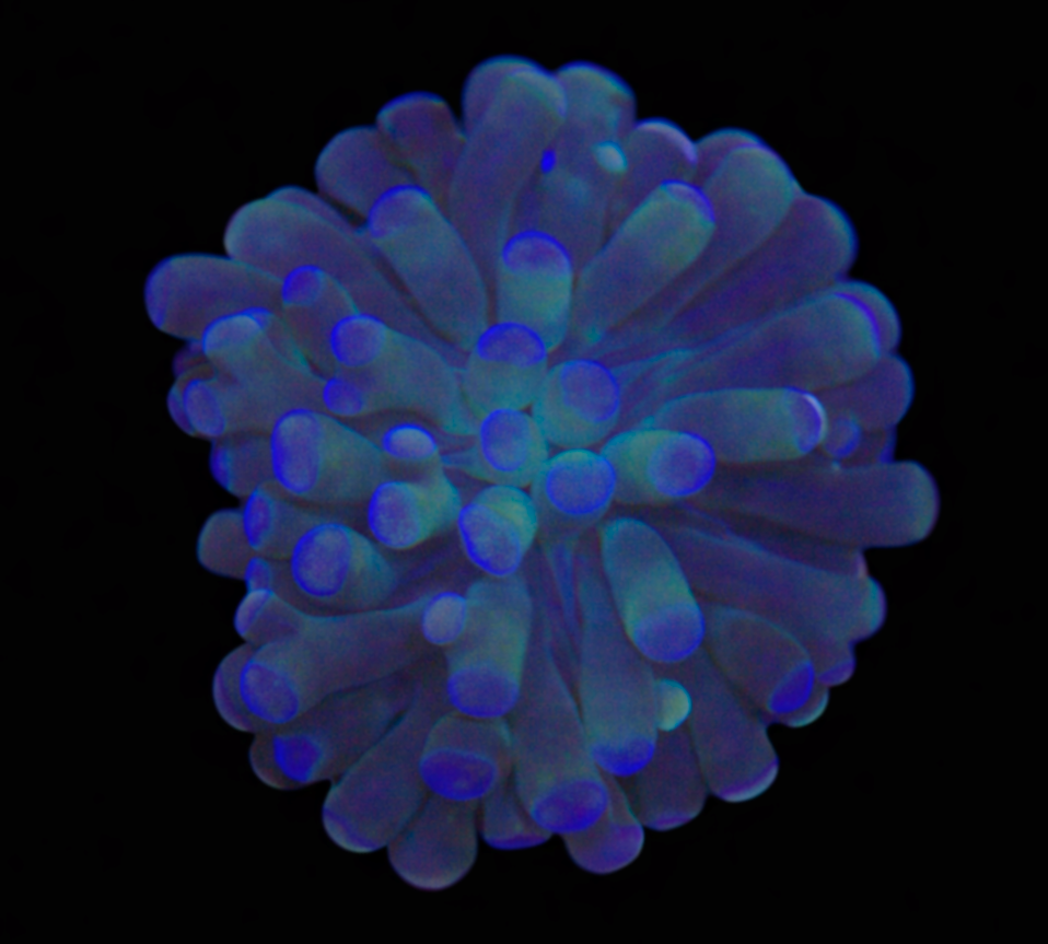 Rainbow Christata Torch