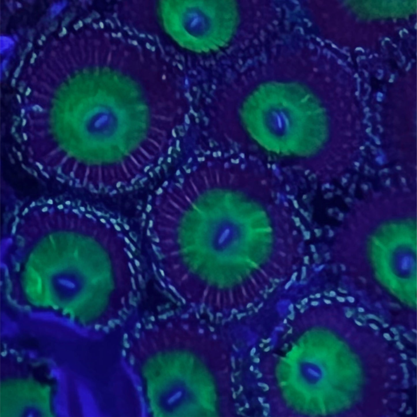 Candy Apple Pink Zoa