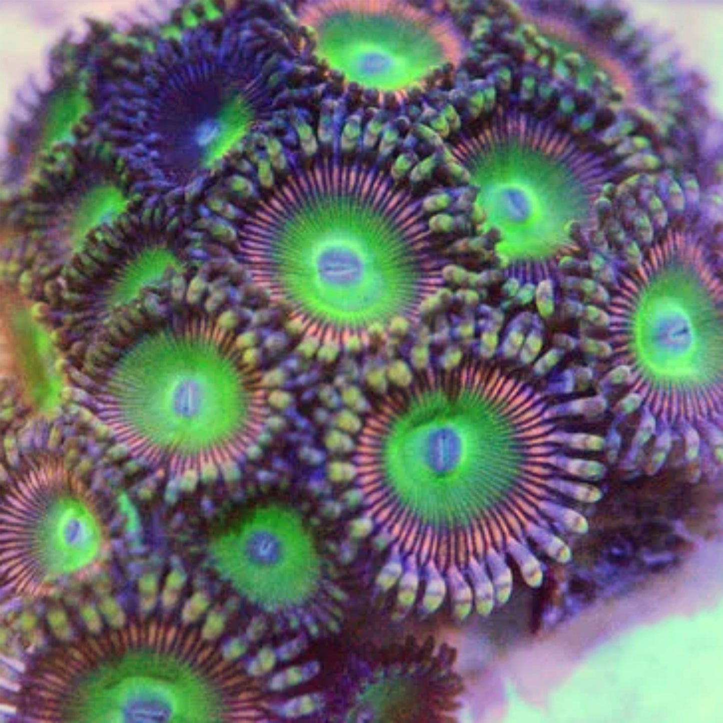 Candy Apple Pink Zoa