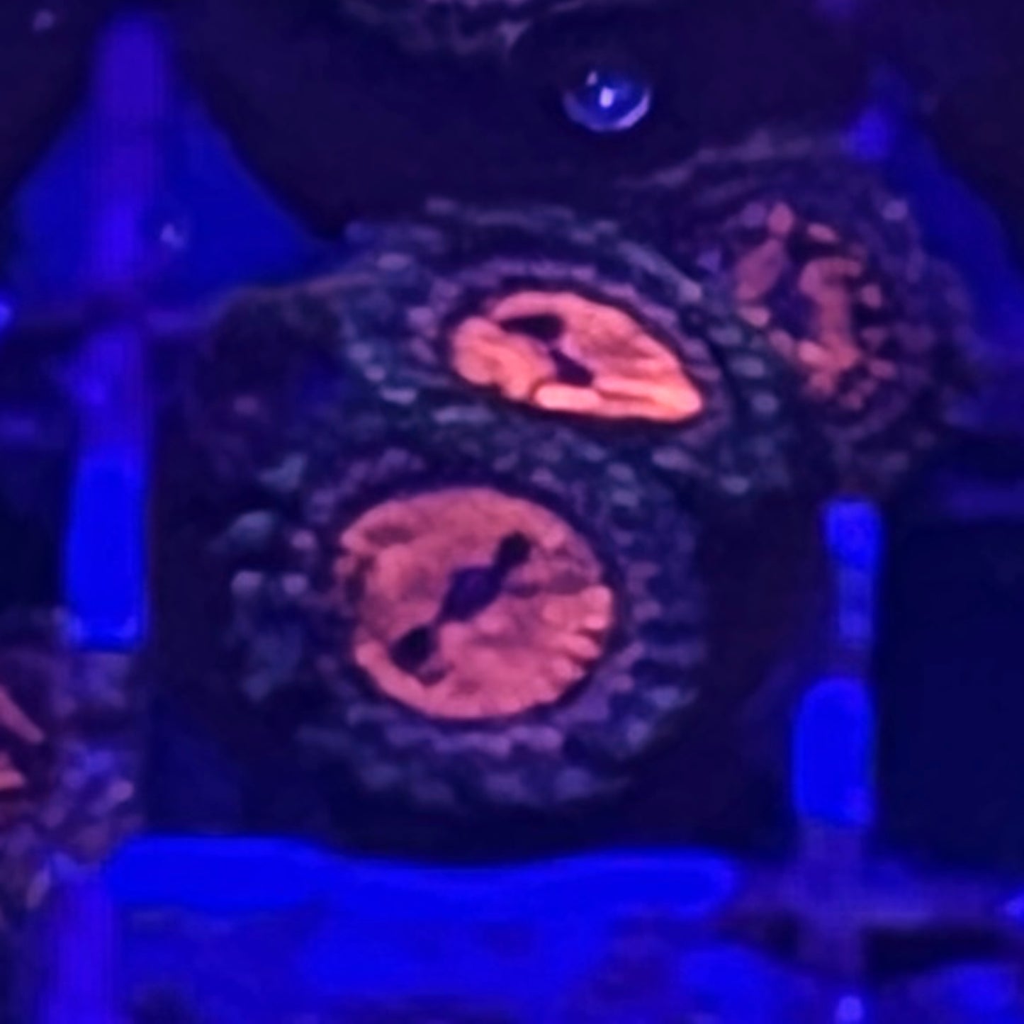 Date Night Zoa