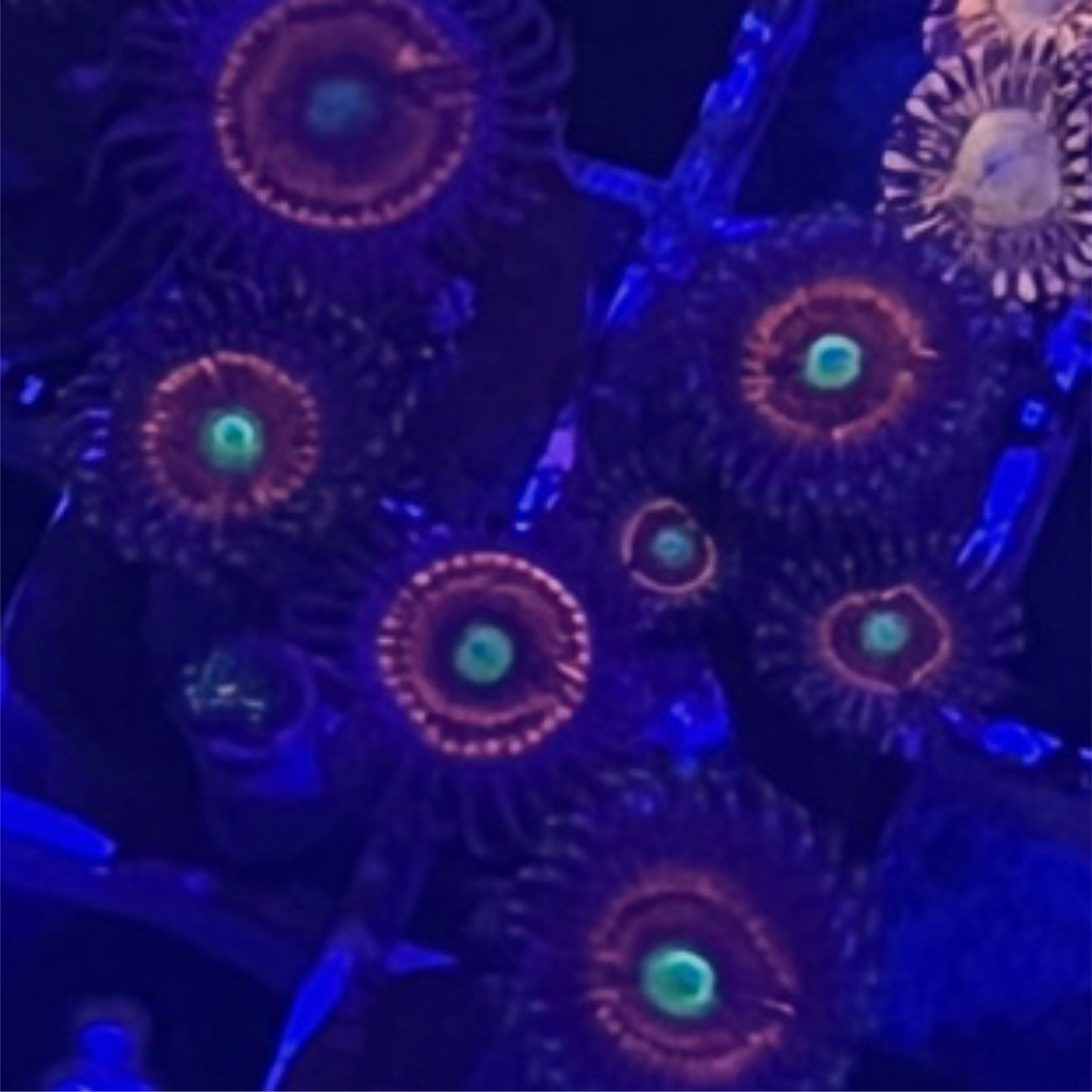 Everlasting Gobstopper Zoa