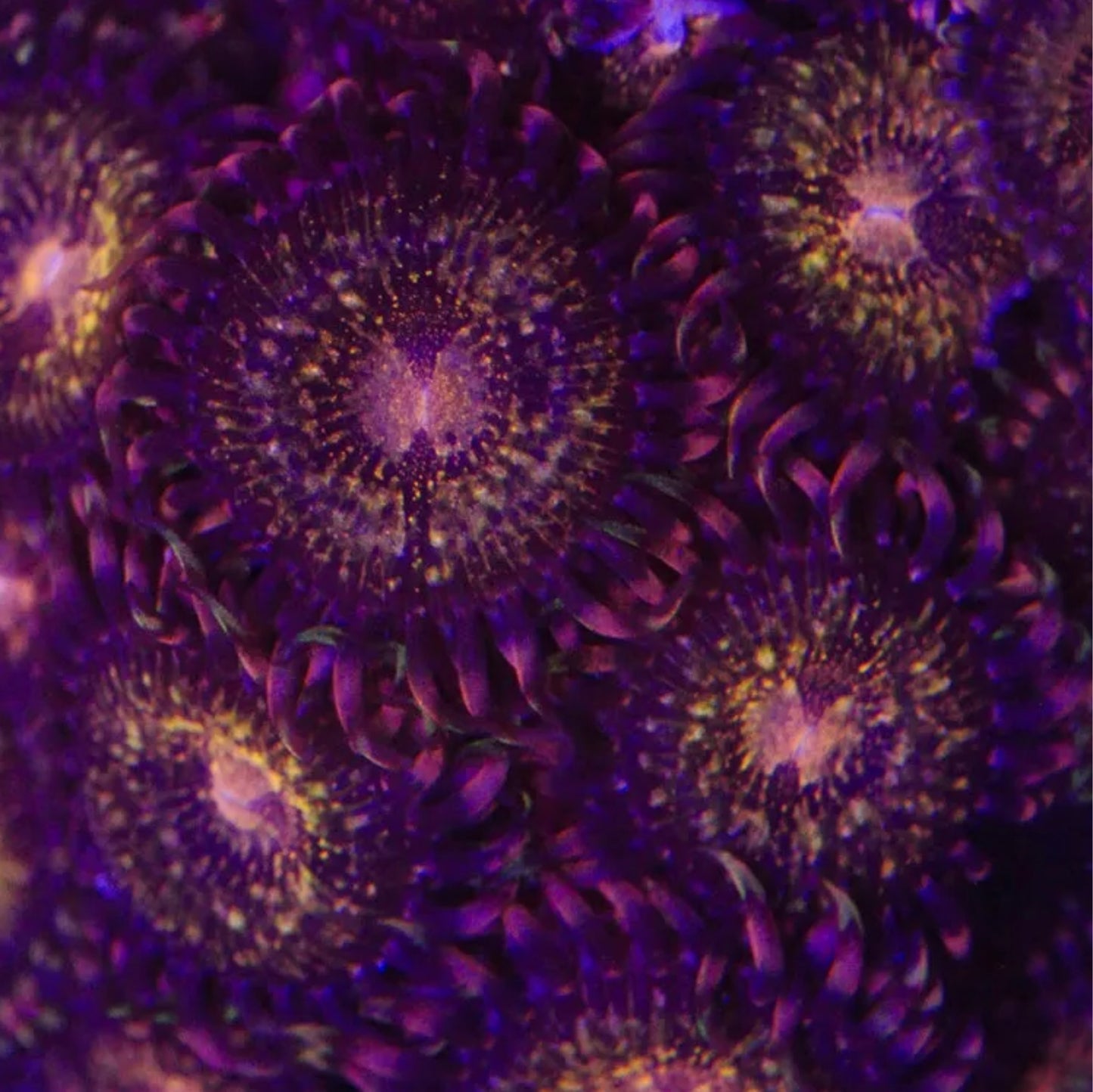 Fairy Dust Zoa