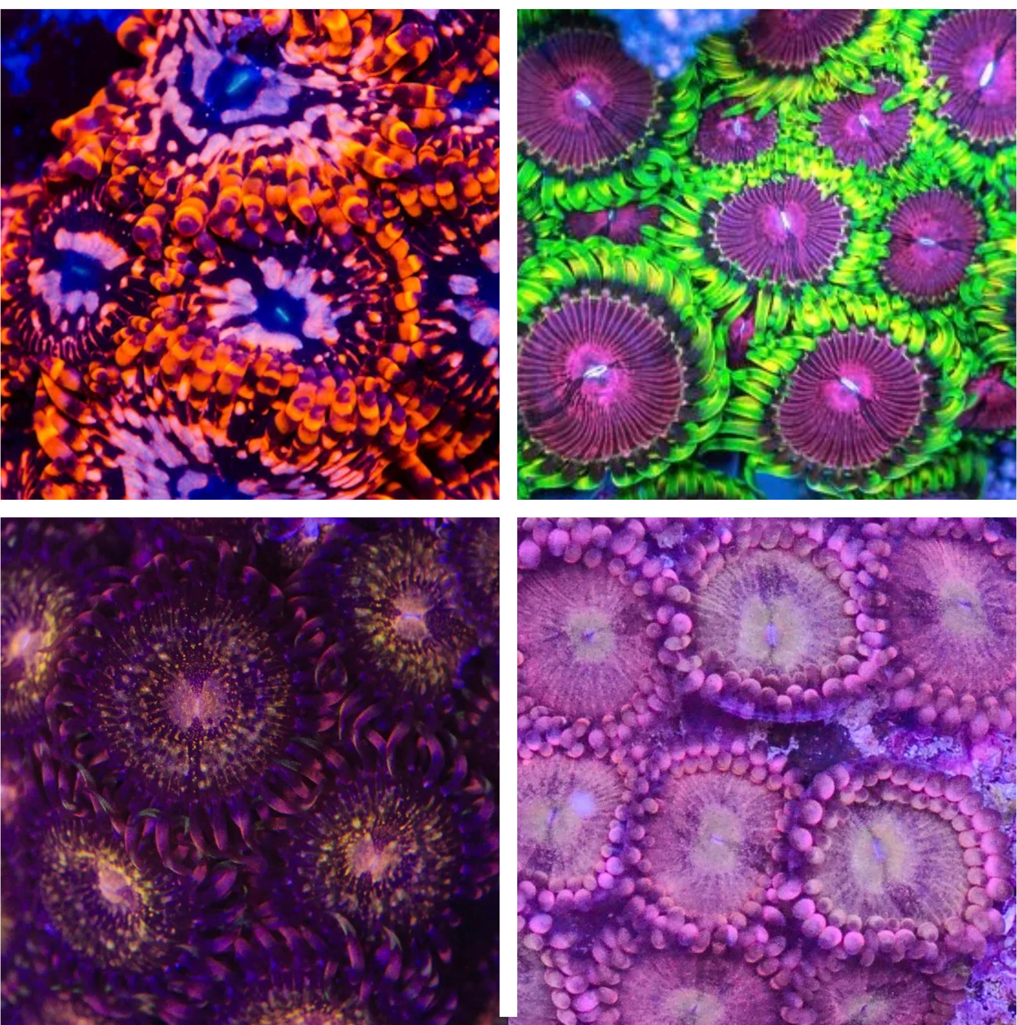 Zoa/ Zoanthid Coral Pack 1 4 Different Types, Multi Polyps! UKReef
