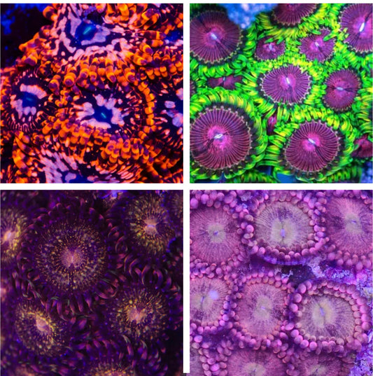 Zoa/ Zoanthid Coral Pack #1 - 4 Different Types, Multi Polyps!