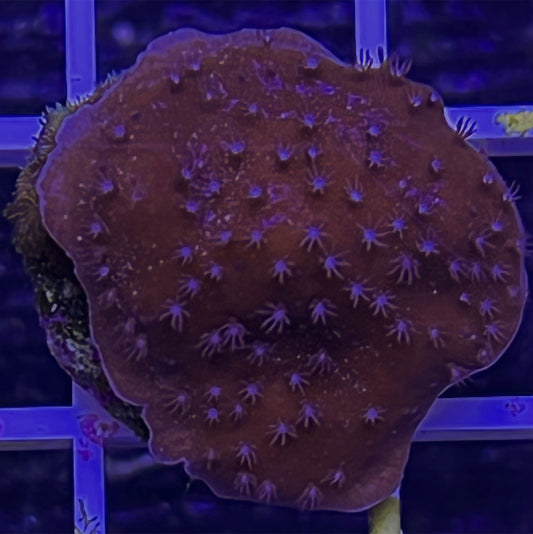 Blue Octo Coral (Heliopora coerulea)