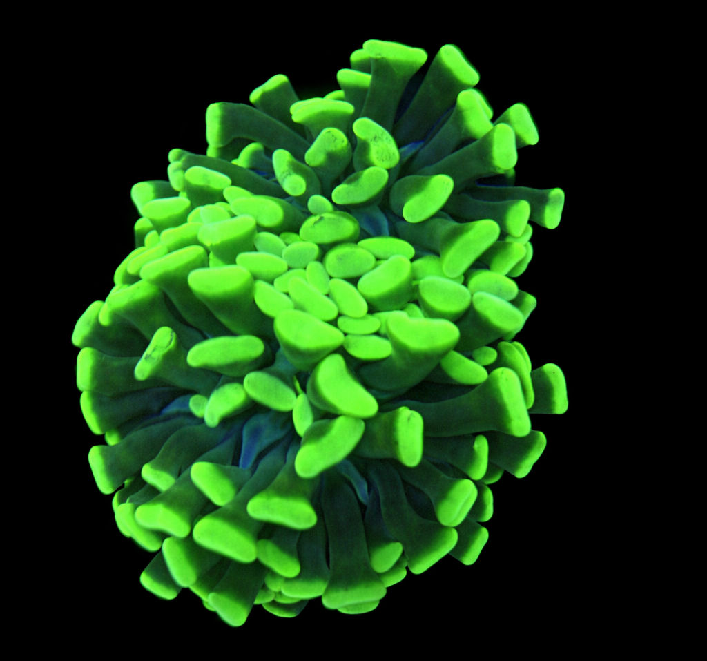 Toxic Spatter Hammer