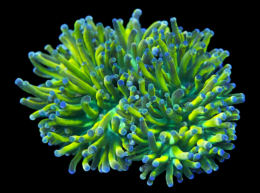 Master Grade Holy Moly Torch