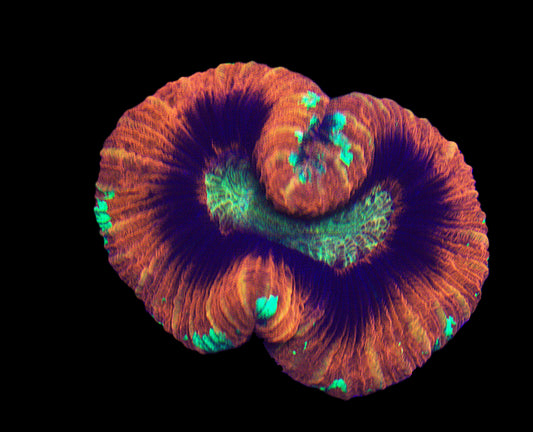 Master Trachyphyllia