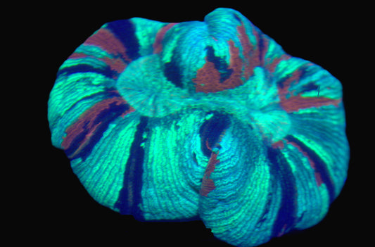 War Paint Trachyphyllia