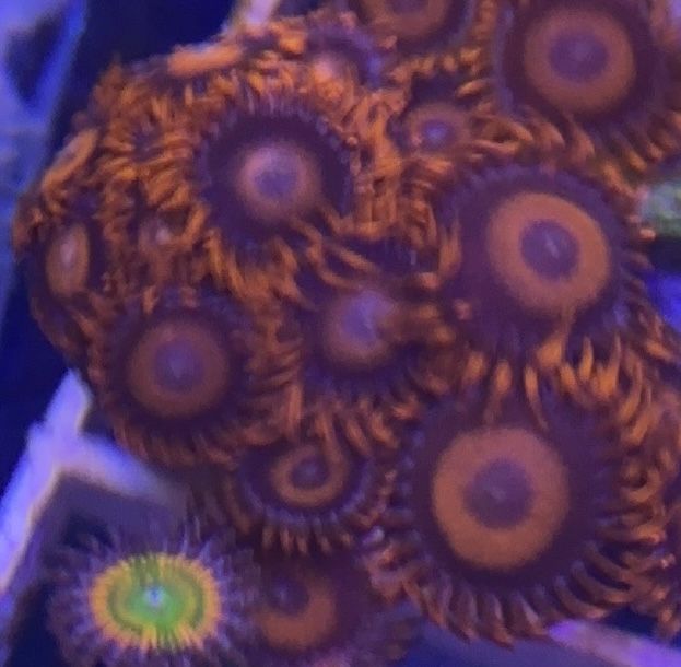 Orange Oxide Zoanthid