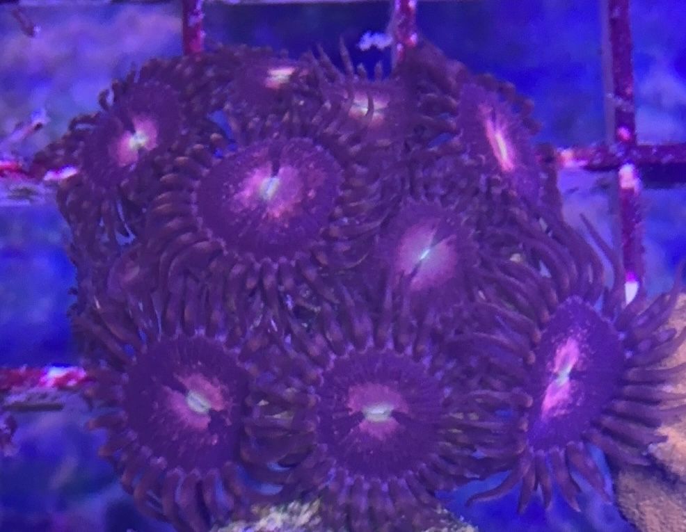 Purple bees