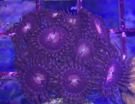Purple bees