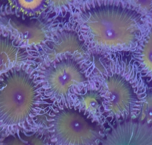 Captain Jerk Zoanthid