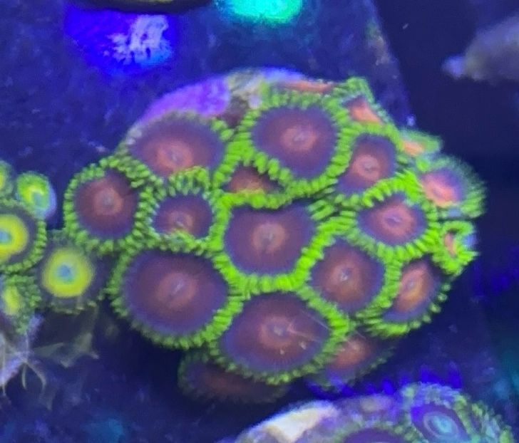 Fred Flinstone Zoa