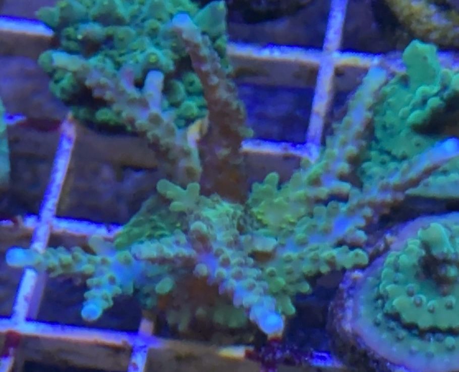 Pale blue tip acropora