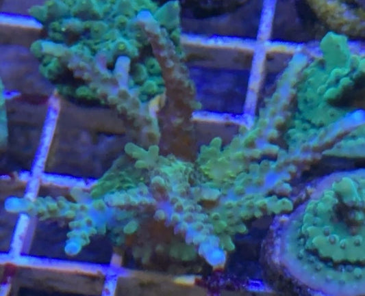 Pale blue tip acropora