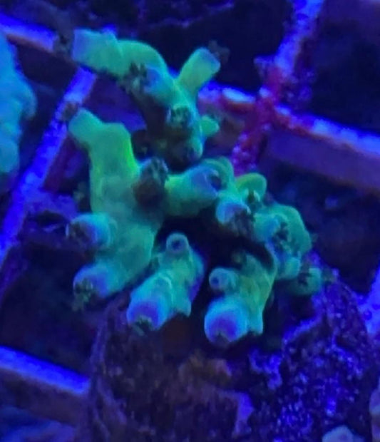 Cali Tort Acropora