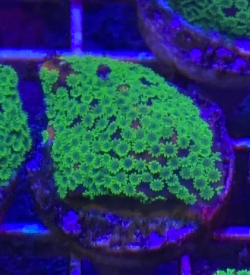 Tropic Thunder Montipora