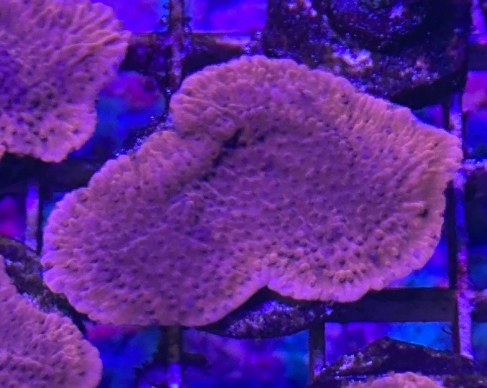 Red Montipora