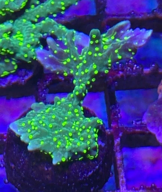 Hirsuta Montipora