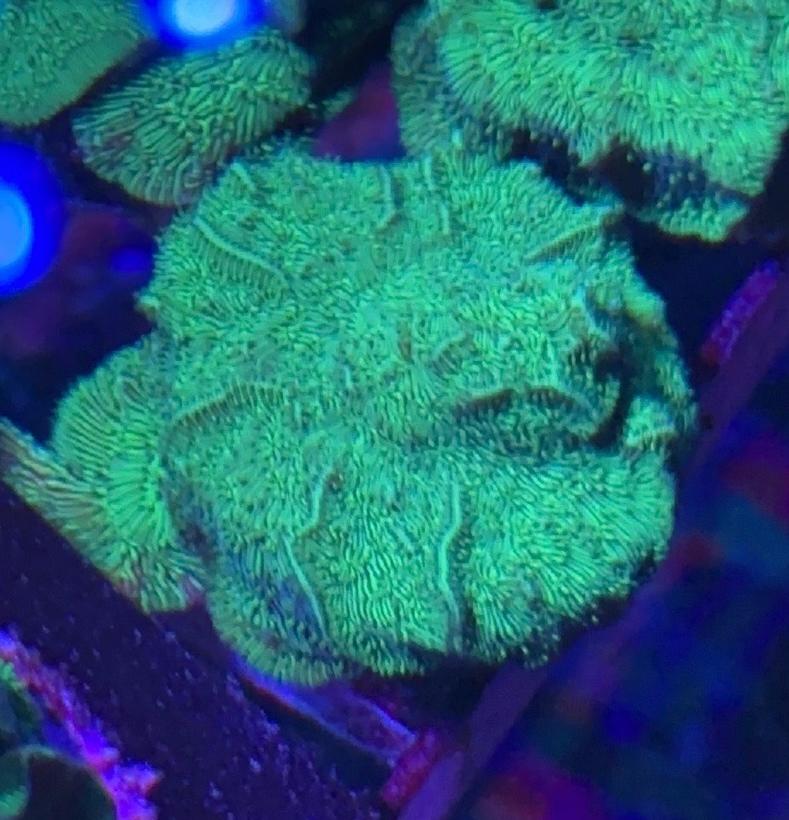 Ultra Green Pavona