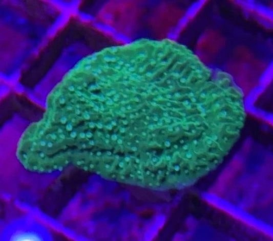 White Polyp Montipora