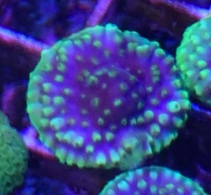 Two Tone Acropora