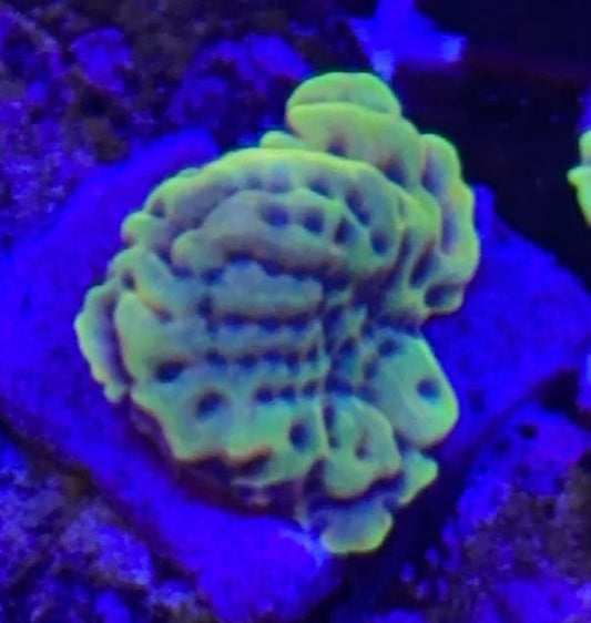 Appleberry sour montipora