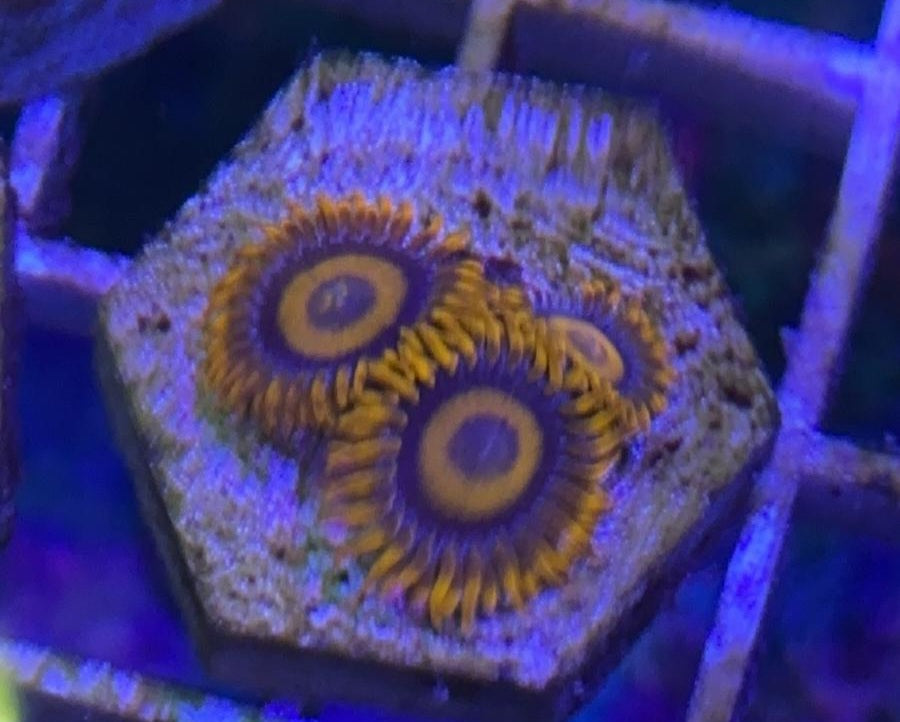 Orange Oxide Zoanthid