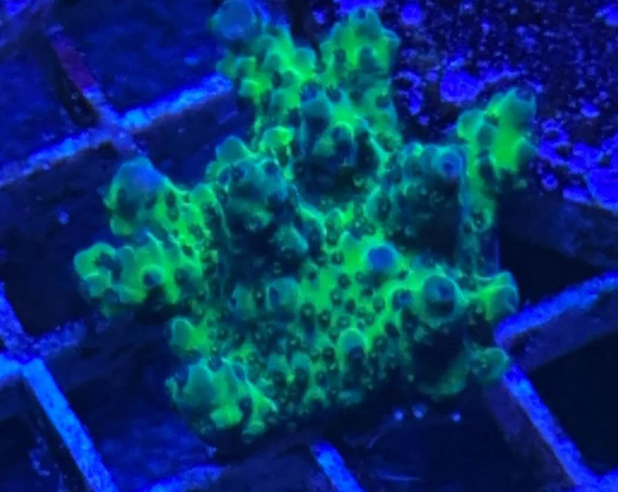 UKR Toxic Avenger Acropora