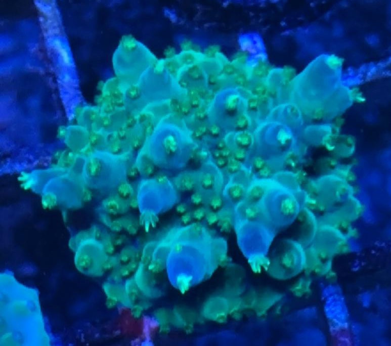 UKR Devilspawn Acropora