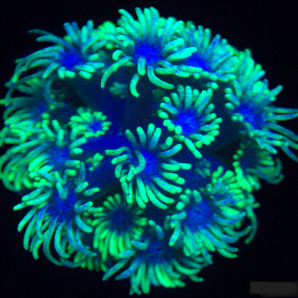 Lemon Blueberry Pie Goniopora