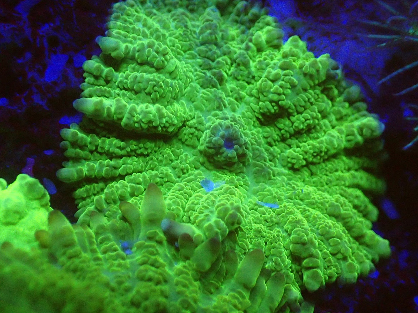 Grinch rhodactis